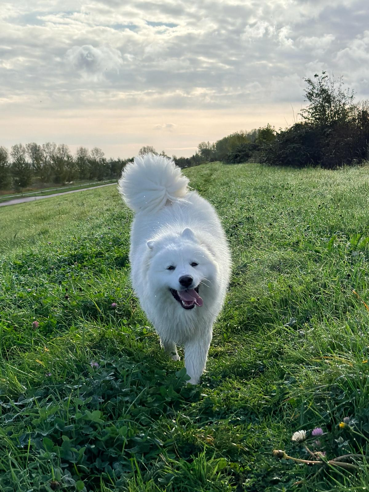 Suki